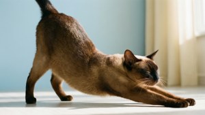 Stretching Korat