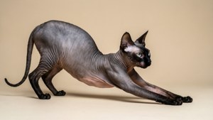 Stretching Minimal