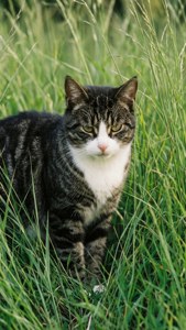 Striped Cat in Grass