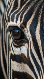 Striped Eye Macro