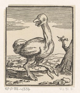 Struisvogel