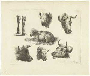 Studieblad met koppen en poten van koeien en schapen