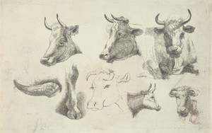 Studieblad met koppen van koeien