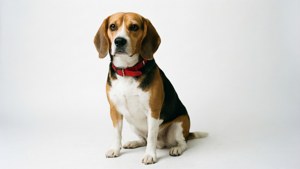 Studio Beagle Portrait