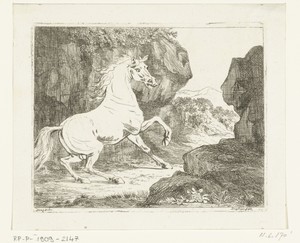 Stuiterende witte hengst