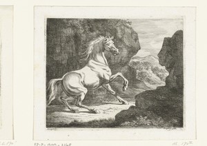 Stuiterende witte hengst