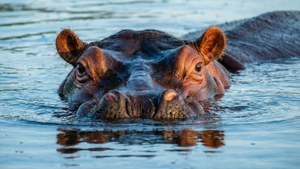 Submerged Hippo Eyes