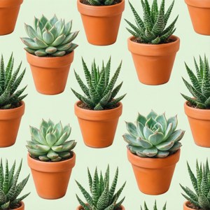 Succulent Garden