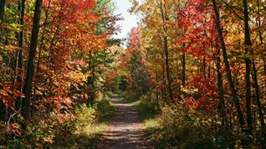 Sudbury Autumn Trail