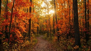 Sudbury Autumn Trail