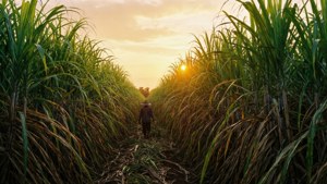 Sugar Cane Golden Hour