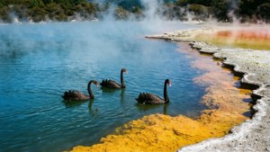 Sulphur Bay Swans