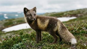 Summer Coat Fox