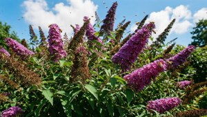 Summer Garden Butterfly Bush