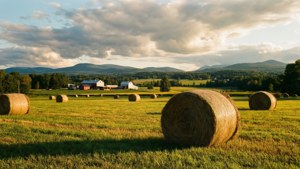 Summer Hay Bales