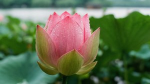 Summer Lotus at West Lake