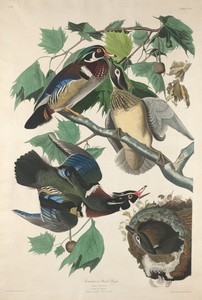 Summer or Wood Duck