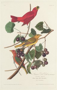 Summer Red Bird