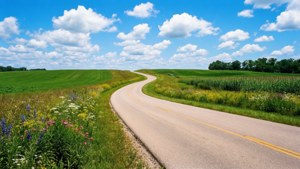 Summer Road Wildflowers
