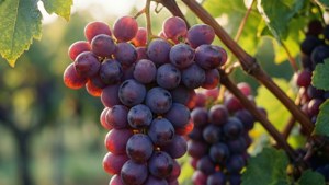 Sun-Kissed Grape Bunch