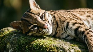 Sunbather on Moss