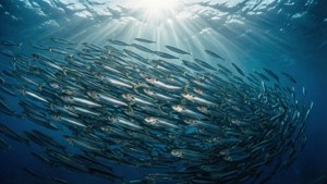 Sunbeam Anchovy School
