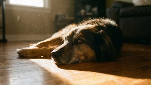 Sunbeam Dog Nap