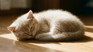 Sunbeam Nap