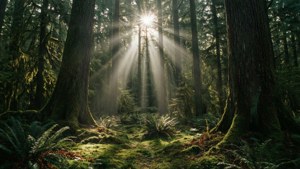 Sunbeams in Forest