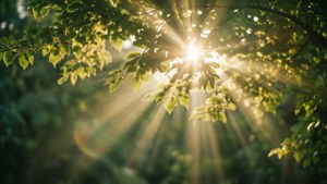 Sunbeams Through Leaves