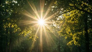 Sunbeams Through Leaves