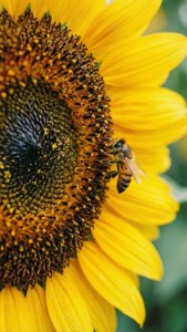 Sunflower and Bee