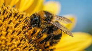 Sunflower Bee