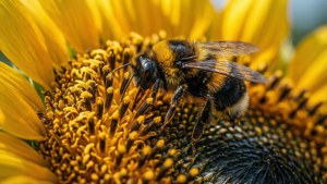 Sunflower Bee Gathering