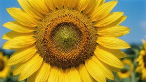 Sunflower Blue Sky Closeup