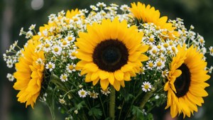 Sunflower Bouquet Close-up