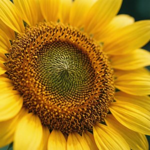 Sunflower Center Macro