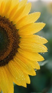 Sunflower Dewdrops Macro