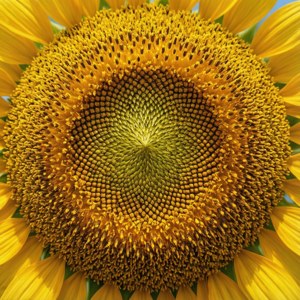 Sunflower Disc Detail