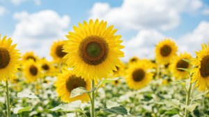 Sunflower Field Bliss