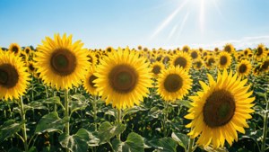 Sunflower Field