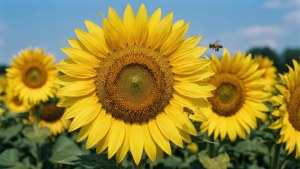Sunflower Field Close-Up