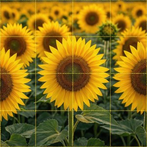 Sunflower Field Grid