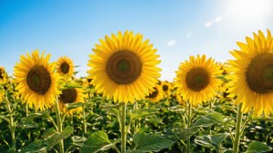 Sunflower Field Joy