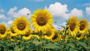 Sunflower Field Joy