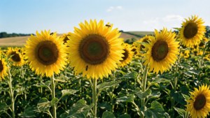 Sunflower Field July