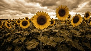 Sunflower Field Sepia