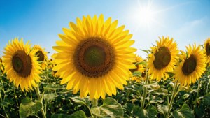 Sunflower Field Sun