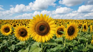 Sunflower Field Sunny Day