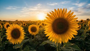 Sunflower Field Sunrise